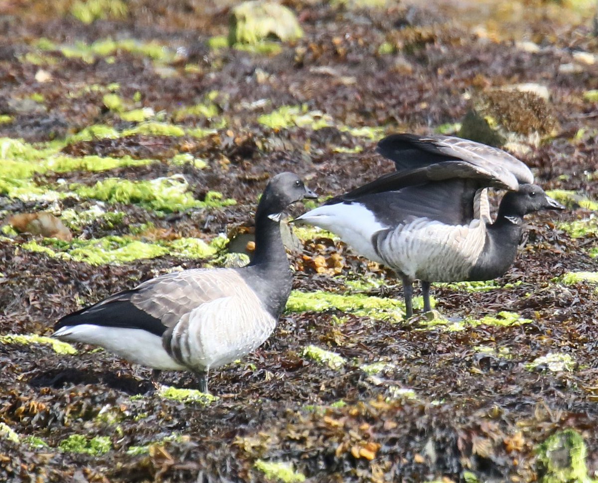 Two Pale bellied Brent geese back from the high artic of Canada .  Derbyhaven 🇮🇲 Isle of Man 🇮🇲🇮🇲<a href="/ManxBirdLife/">Manx BirdLife</a> <a href="/manxnature/">Manx Wildlife Trust</a>
