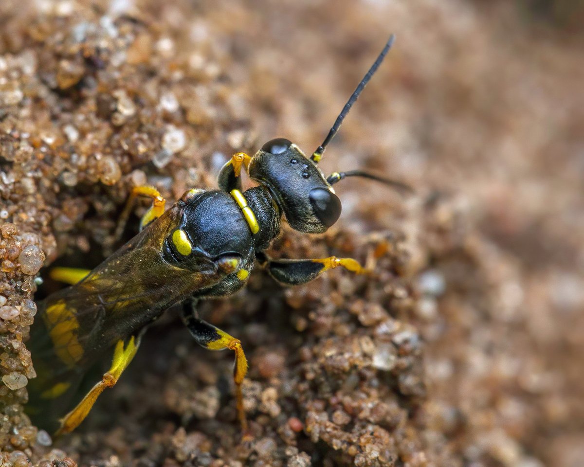 Ed Phillips tweet media