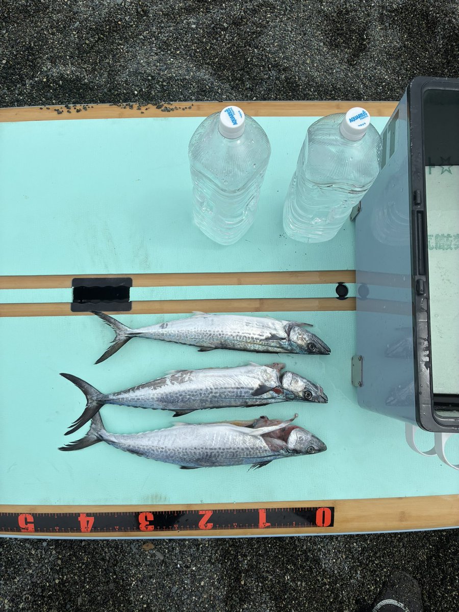 Fishingsappuri's tweet photo. このサイズだとサゴシというそうです！！ https://t.co/sFEScnBDrV