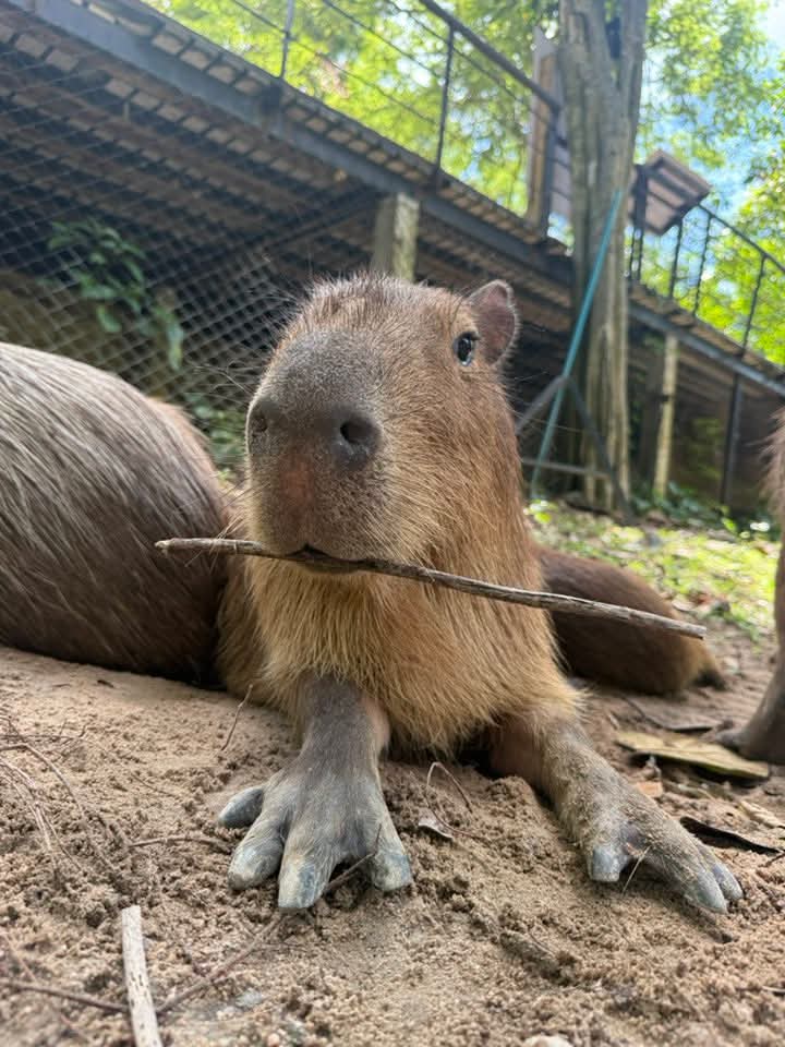 ทำไม่เป็นอะพ่อ เค้าควงยังไง5555
ใครไม่เข้าใจดูใต้เม้น
 #hippo #PygmyHippo #ขาหมูแอนด์เดอะแก๊ง #หมูเด้งจะเด้งกี่โมง #Moodeng #พี่ขาหมู #สวนสัตว์แปลกเขาเขียว