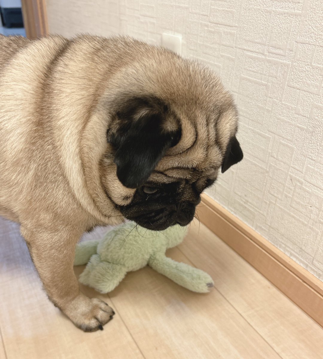 パグちゃん Amazon.co.jp: 東洋石創 ドッグオーナメント(パグ) 14091