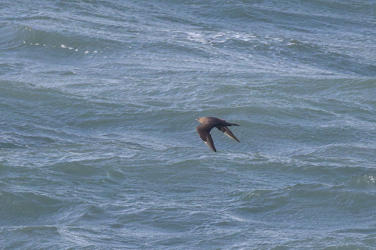 KenBarn90989771's tweet photo. #GoodwickFlagpoles PM yesterday. Dunlin, Common & Arctic Tern, (Black Tern & White Winged Tern) just missed raised by dog walker. Later at #Strumble #CommonScoter #DPArcticSkua @PembsBirds @westwalesbirds https://t.co/rJlGXFn5VY