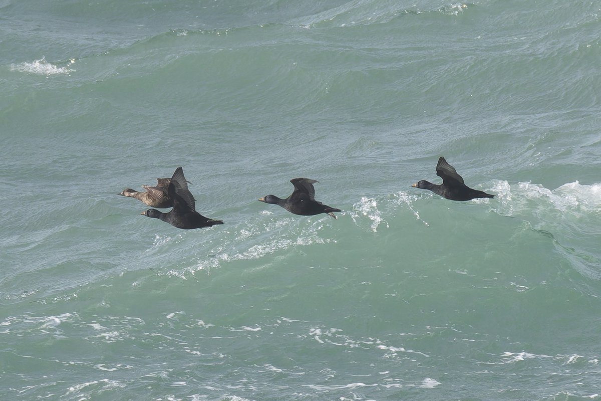 KenBarn90989771's tweet photo. #GoodwickFlagpoles PM yesterday. Dunlin, Common & Arctic Tern, (Black Tern & White Winged Tern) just missed raised by dog walker. Later at #Strumble #CommonScoter #DPArcticSkua @PembsBirds @westwalesbirds https://t.co/rJlGXFn5VY