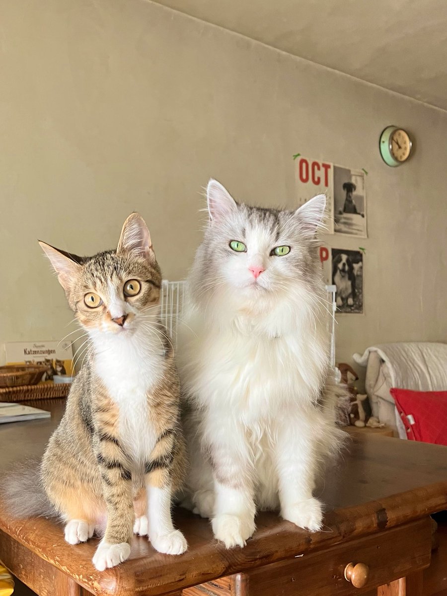 チューハイを育ててくださったミルクボランティアの墨田由梨さんの命を繋ぐ活動の様子が明日（9/17）「ねこ自慢」で放映されます（BS-TBS23時〜）。縁あって我が家の２匹目となったチューハイ、譲渡会での対面の様子やトライアル開始の日のことなど。ご覧ください😊
#ねこ自慢 
#コウハイチューハイ