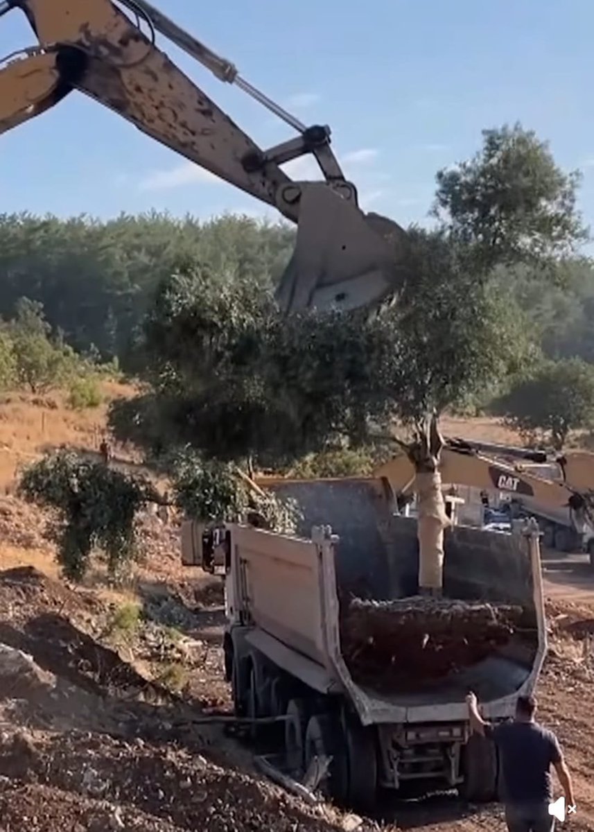 Akbelen Ormanı’nda köylülerin mücadelesine karşın zeytin ağaçlarını kökünden sökülmesinin arkasında AKP’li bir isim olduğu ortaya çıktı.

Muğla’nın Milas ilçesindeki Akbelen Ormanı’nda köylülerin gözyaşlarına rağmen 151 zeytin ağacının kökünden sökülmesinin arkasındaki ismin bir