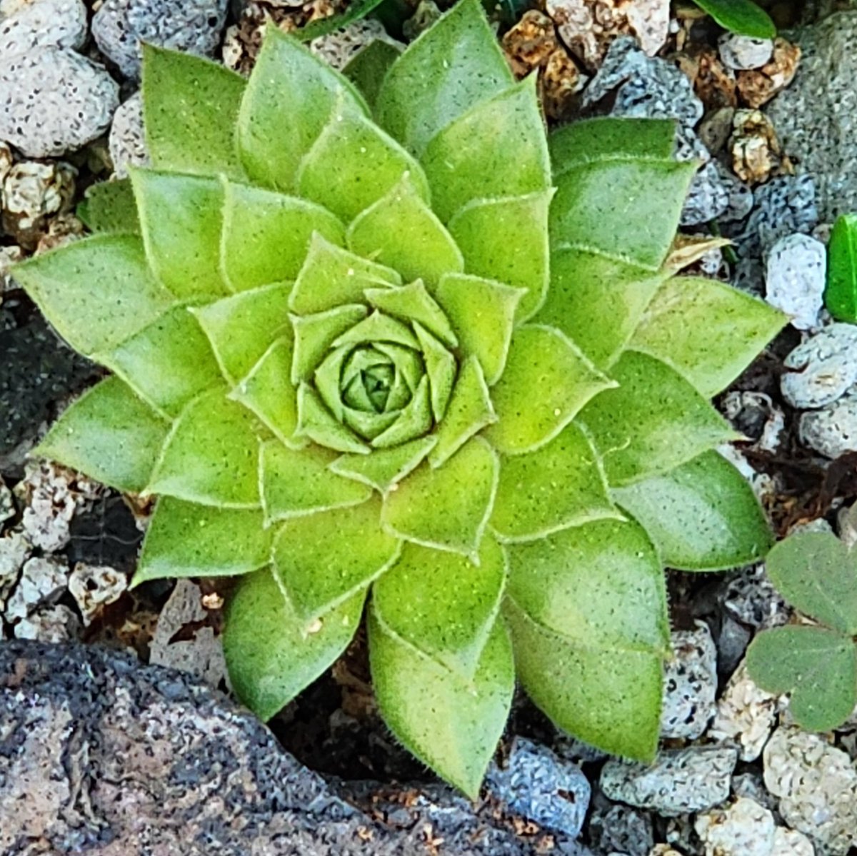 qpghp's tweet image. 창가 한켠에 놓인 #다육이,
조그만 잎 사이로 햇살이 스며든다.

느리지만 꾸준히 자라나는 생명,
손길에 답하듯 #잎끝이 반짝인다.

#작은 화분 속에도 평화와 
위로가 깃든다. 🌱