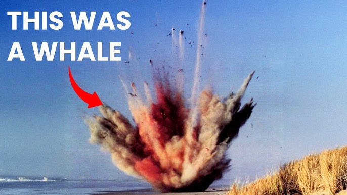StoryDecoded's tweet image. The Exploding Whale

Oregon, 1970. 

A dead whale washed ashore, too big to bury or move. Authorities decided to use dynamite to blow it up, thinking scavengers would eat the remains.

When the explosives went off, giant chunks of whale blubber rained down on the crowd, crushing…