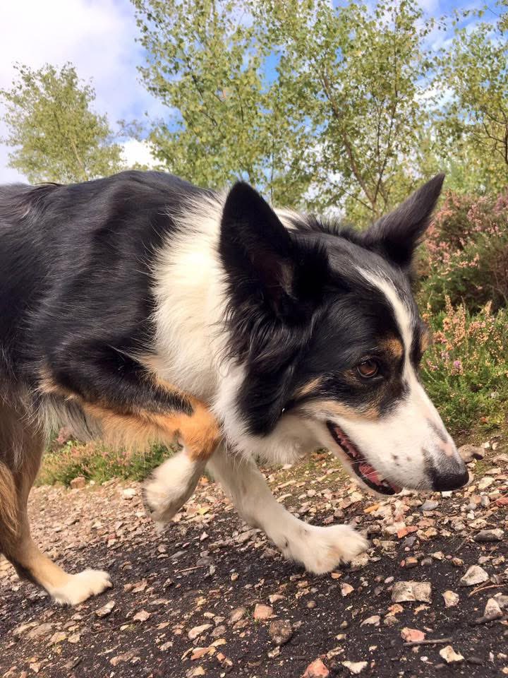Kesthecollie's tweet photo. Auntie Kes in 2017 https://t.co/RWABTsr9Si