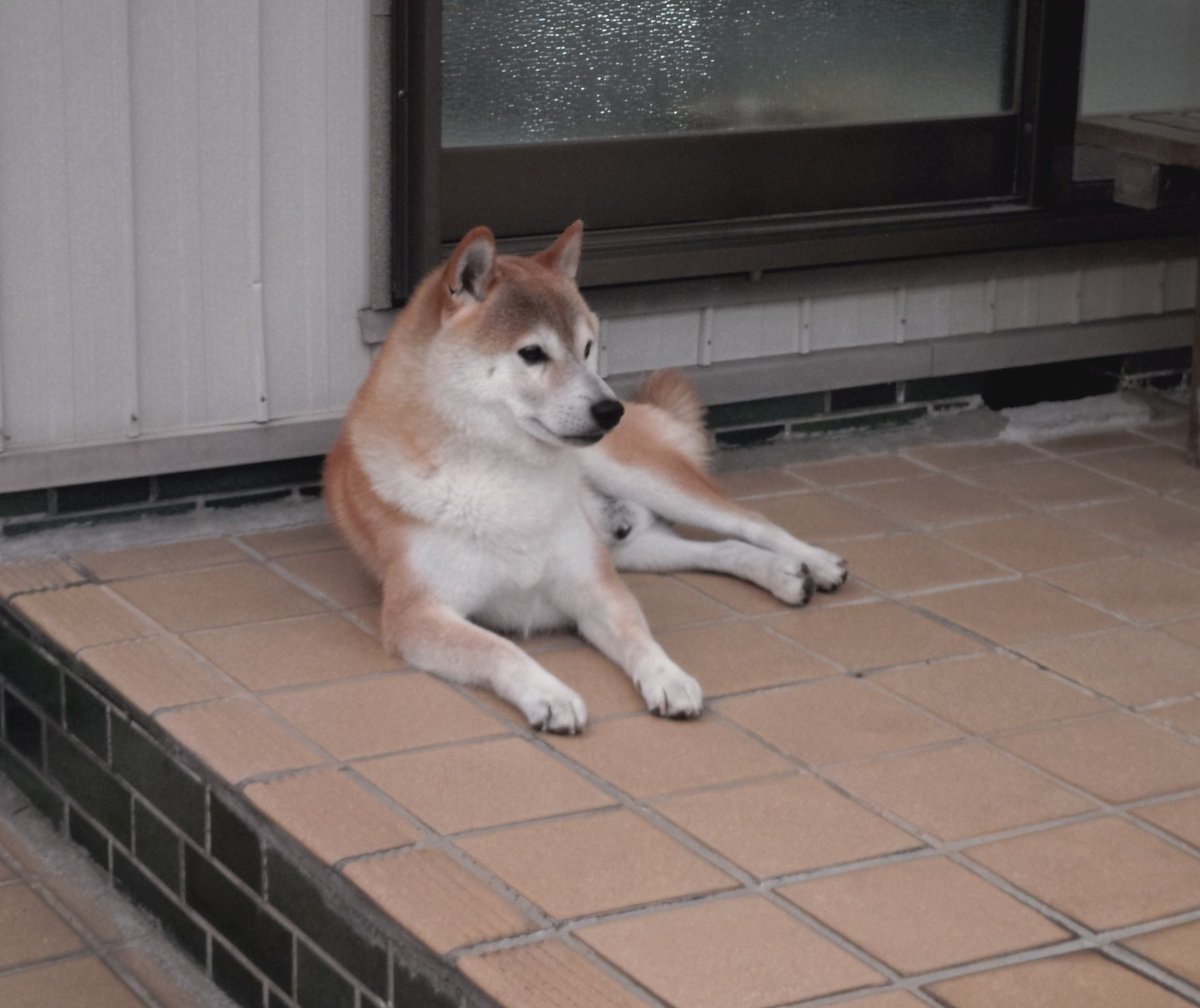 黒柴小豆&赤柴大豆＆白柴小麦 (@SX2xzXbts8sn4rG) / X