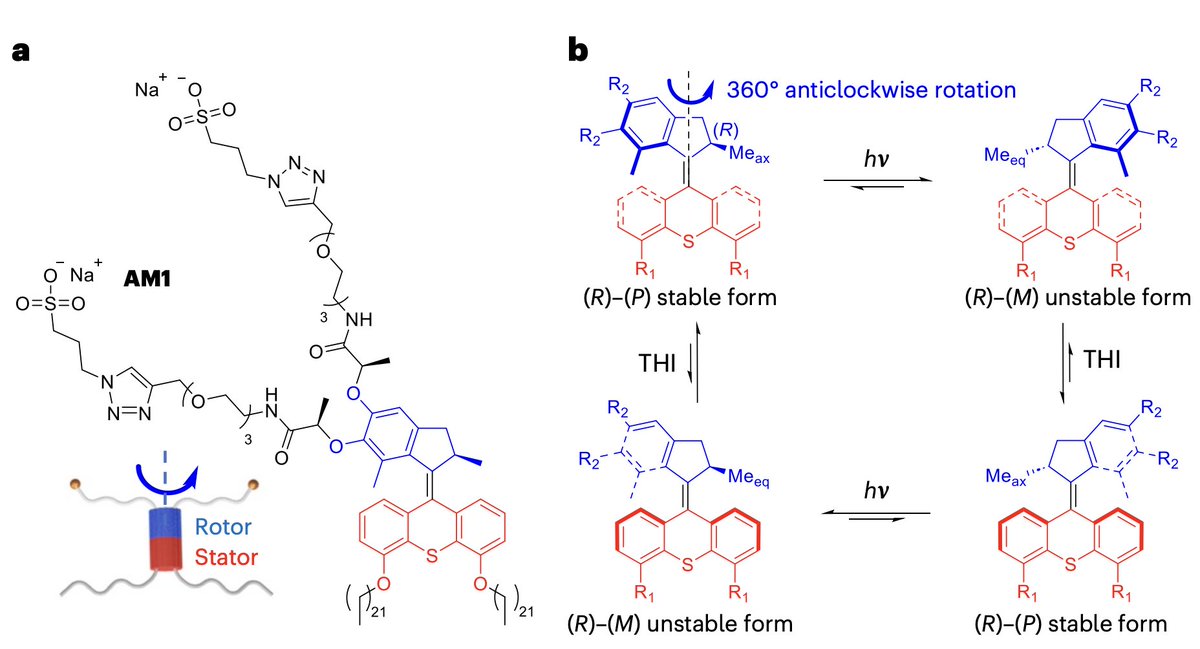 SIRIUS_Beamline's tweet photo. New paper: "Supramolecular polymerization through rotation of light-driven molecular motors" by P. Schiel et al.
https://t.co/M5v9hET6Yw
#SupramolecularChemistry #MolecularMotors #GIXD
@NatureNano https://t.co/yLsE5jmlLS