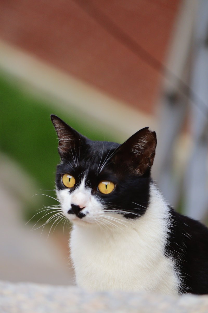 BNU_SFD's tweet photo. Lovely Campus, Lovely Cats. Come and see these SFD cats. #cats #campuslife #BNUcampus #BNUzhuhai https://t.co/hvtqsg1BFQ