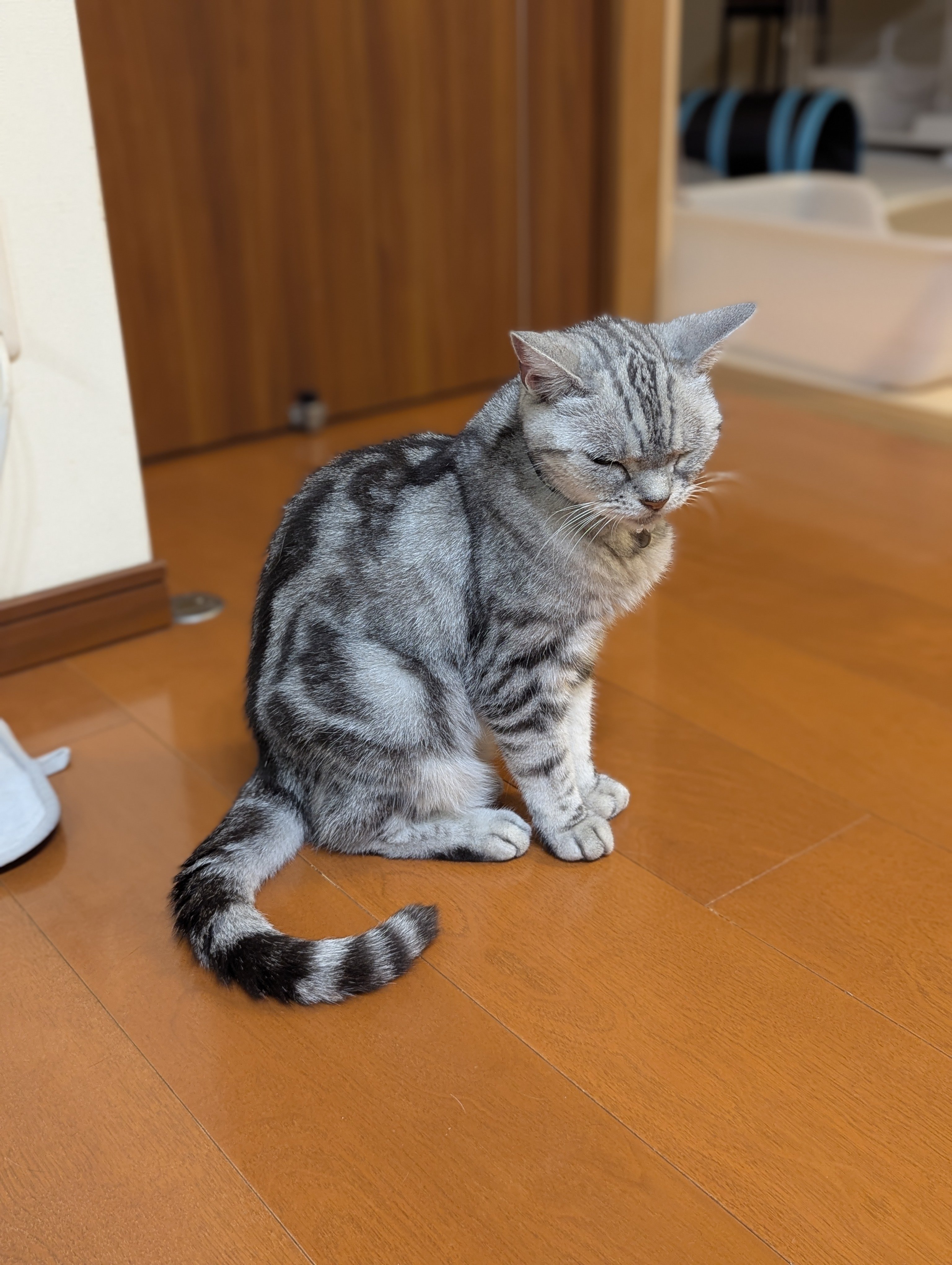 けあねこ(=^・^=) 楽天市場】【11月発売予定】 俺、今日からねこ 【全6種セット