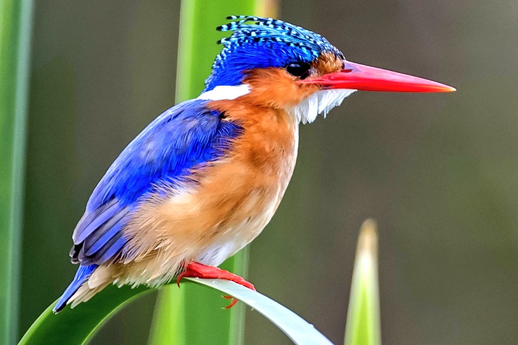 “Wings of wonder right in the heart of the city 🌿🕊️ Nairobi National Park is truly a bird lover’s paradise!”

#BirdsofNairobi #NairobiNationalPark #BirdWatching #UrbanWildlife #NatureInTheCity #KenyaBirds #WildlifeKenya #BirdPhotography #LoveNature #BirdLovers