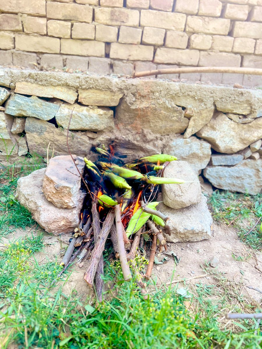 #کوهستان_کاپیسا 

وقتی جواری و چهارمغز کنار هم‌اند،
زیر دندان‌هایم طعم اصیل و ناب #شمالی می‌نشیند
و در خاطرم هزاران خاطره تازه می‌شود.

#فصل_جواری