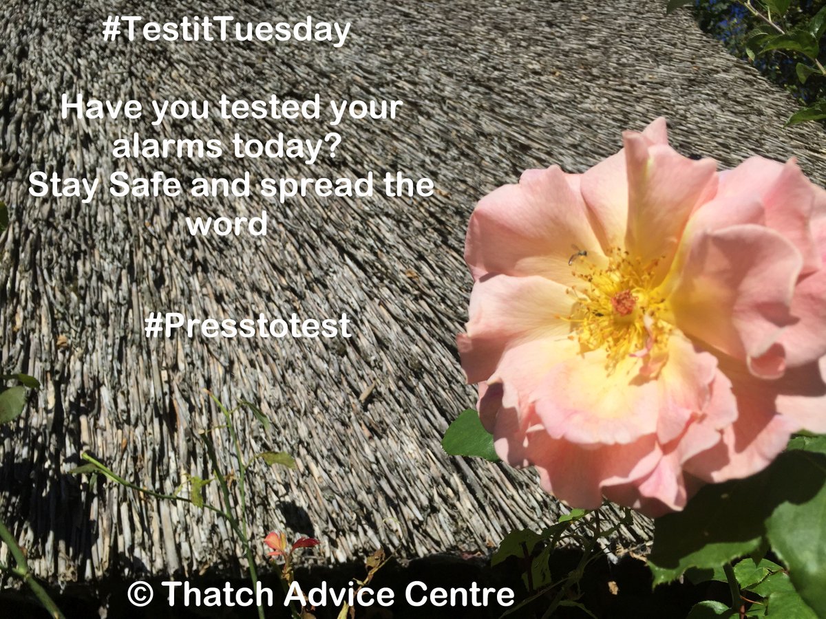 ThatchAdvice's tweet image. #TestitTuesday  #PresstoTest 
It&apos;s your weekly reminder to test your Smoke and CO Alarms, with a beautiful rose to help.