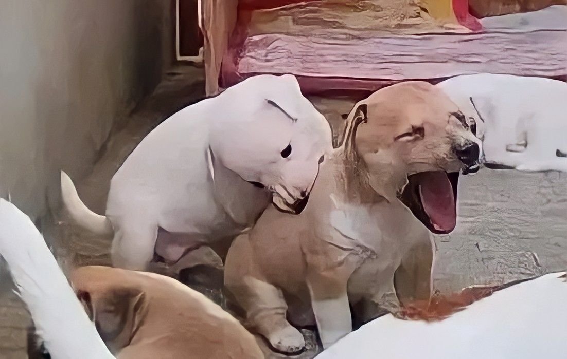 disgusting aggressive beast