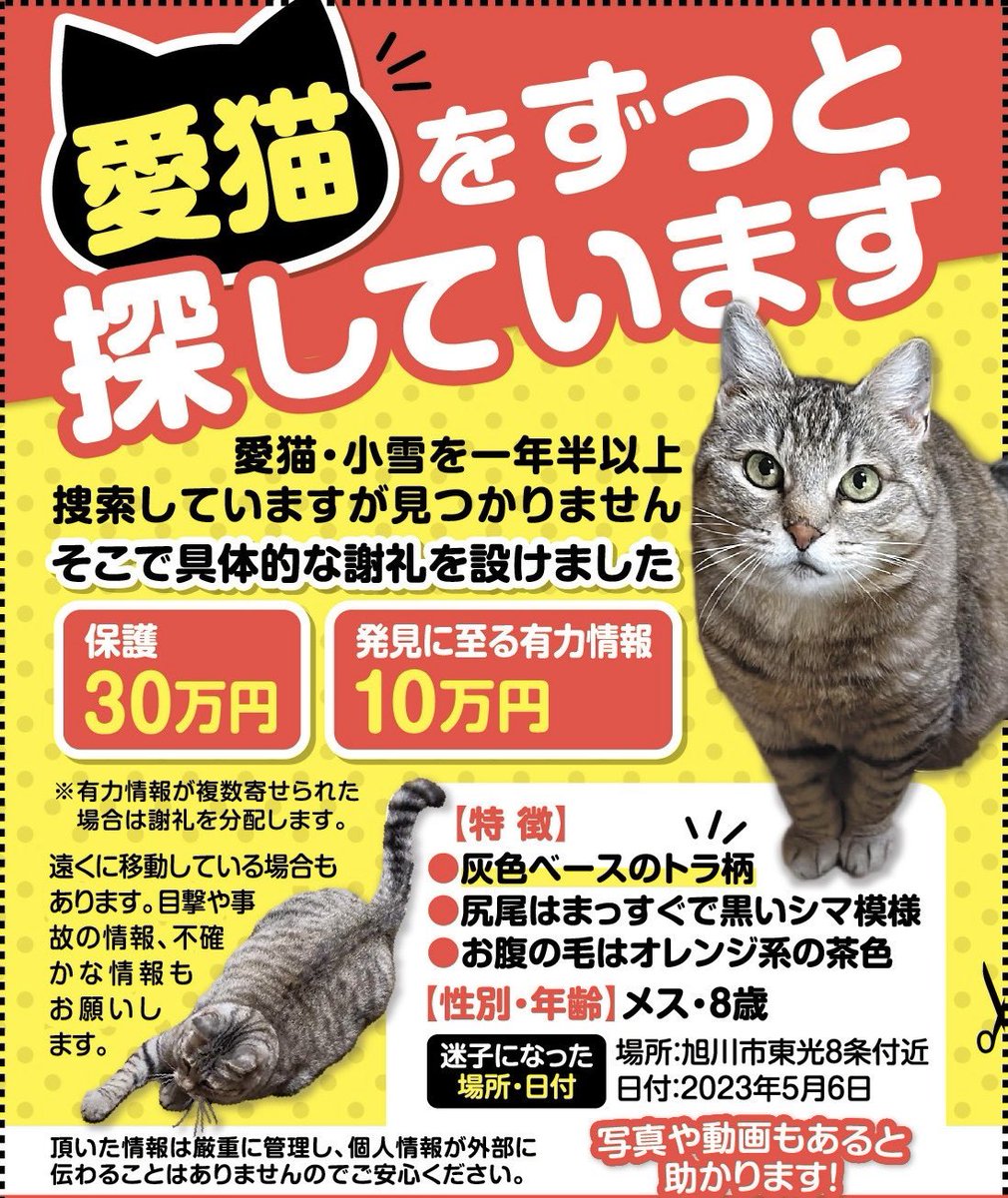 nekokoyuki0126's tweet photo. 猫が動く季節なのに情報がなく、毎日どうか吉報を、、と願っています。情報がないので動くに動けない毎日がとても苦しいです。
どうか、似たような猫ちゃんを見かけた、拾って保護している人を知っているなどありましたら、情報お願いいたします。
#旭川　#迷い猫 https://t.co/d78xd2R0Bd