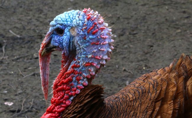 ⏹️ Elevage Hors-Sol
#Macron #Macronie 
x.com/DEYCatherine1/…