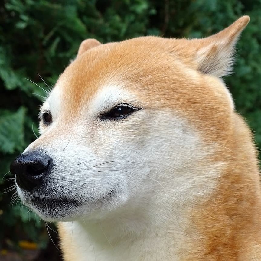 my look when someone takes my glasses

no $DIG
without glasses.

ya $DIG???