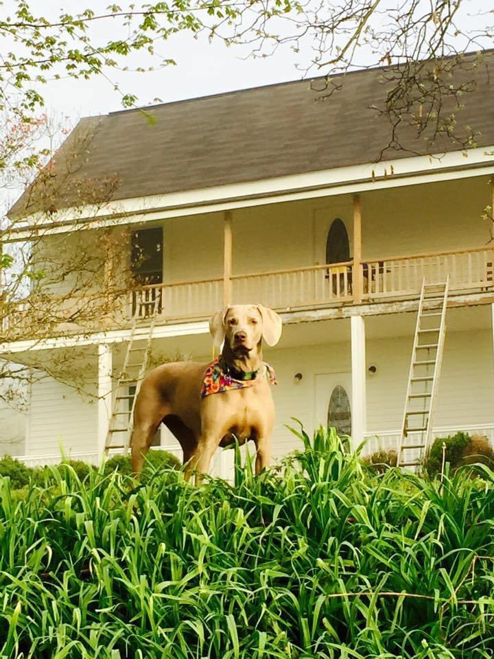 MargoinWNC's tweet photo. I lost my beautiful Sadie, yesterday. 

It’s the first morning in 17 years I don’t have her to go out for a walk before dawn. 

I don’t know if my life will ever be the same. https://t.co/HJCuymSigo