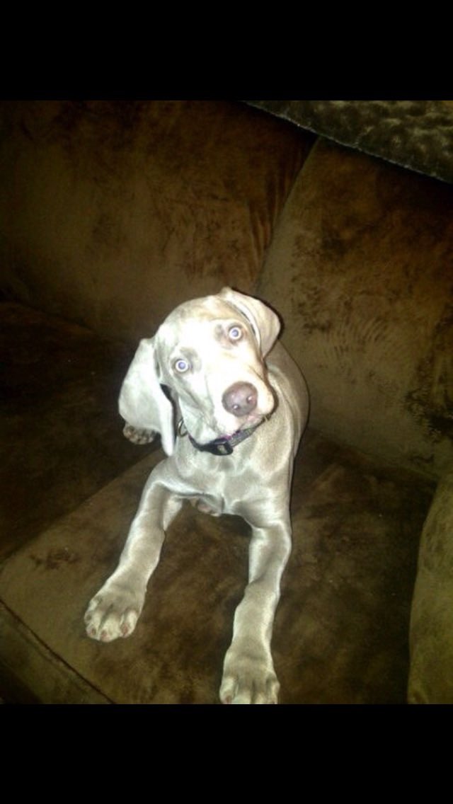 MargoinWNC's tweet photo. I lost my beautiful Sadie, yesterday. 

It’s the first morning in 17 years I don’t have her to go out for a walk before dawn. 

I don’t know if my life will ever be the same. https://t.co/HJCuymSigo