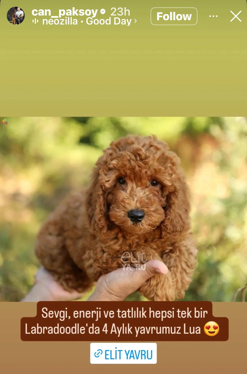 Yavru kedi ve köpek üretip satan Can Paksoy’un sitesi. Instagram hikayelerinde bu siteye bağlantı veriyor. elityavru.com