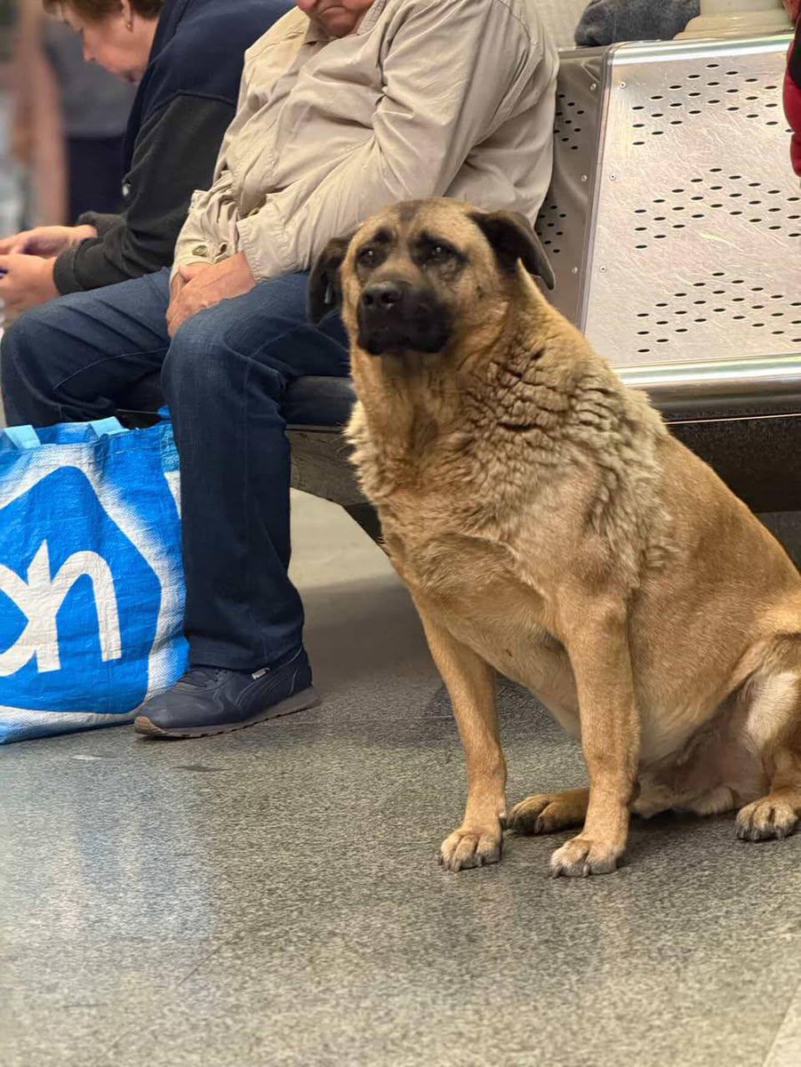 🐕💔 На станцію метро “Теремки” більше не пускають песика Мішу під час тривог

Він багато років живе біля станції й завжди ховався тут від обстрілів. Однак через скаргу однієї пасажирки собакі обмежили доступ до підземки, пишуть у мережі

У метрополітені пообіцяли розібратись.