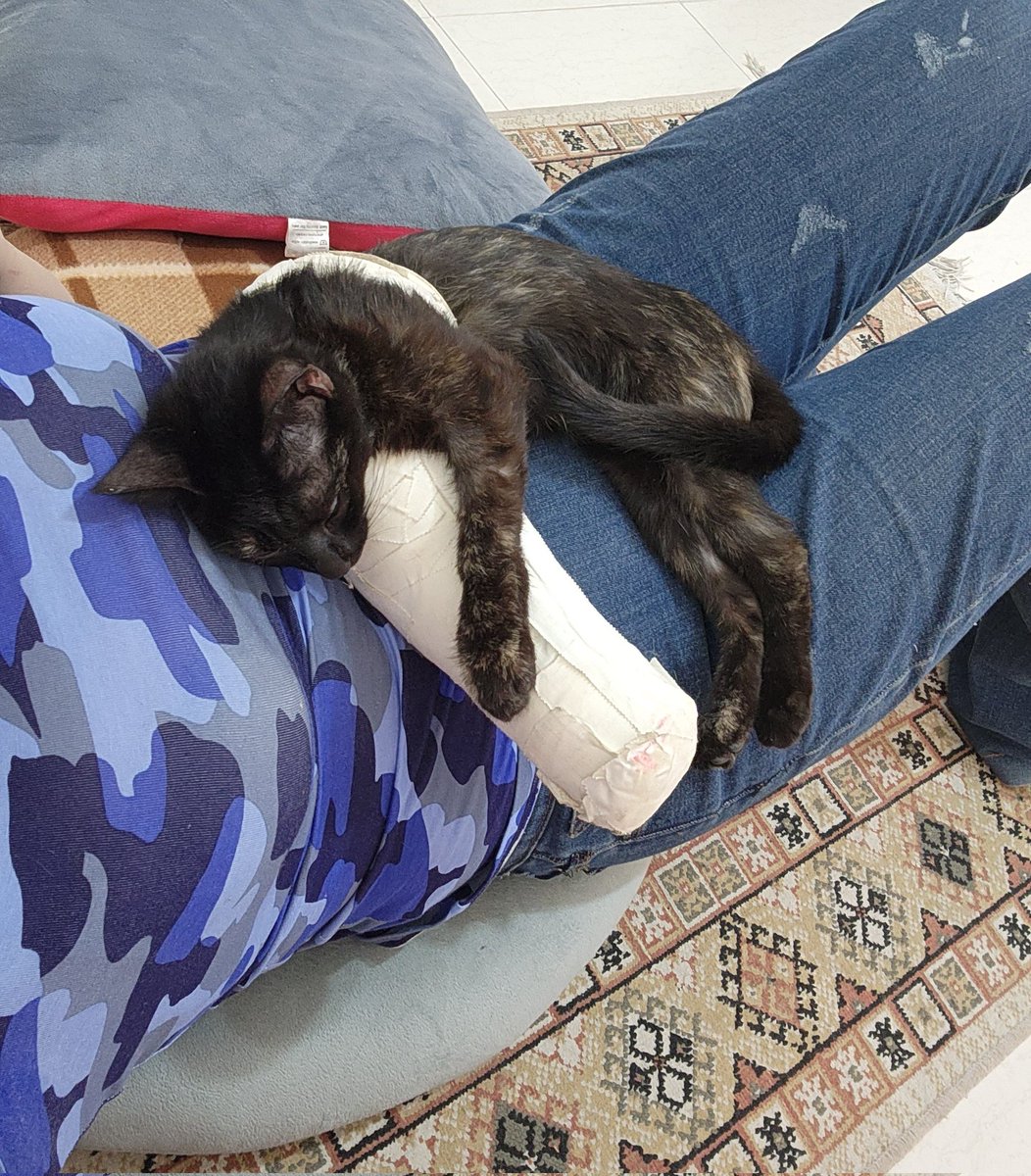 خداروشکر این یکی دوروز واگذاری زیاد انجام شده اینجا،به امید واگذاری نازنین مشکی.
این دختر بغلی و لوس رو از دست ندین،بخاطر نوع  شکستگیش دیگه نمیتونه برگرده به خیابون،واکسن و انگل تراپی هم با من
#واگذاری_گربه