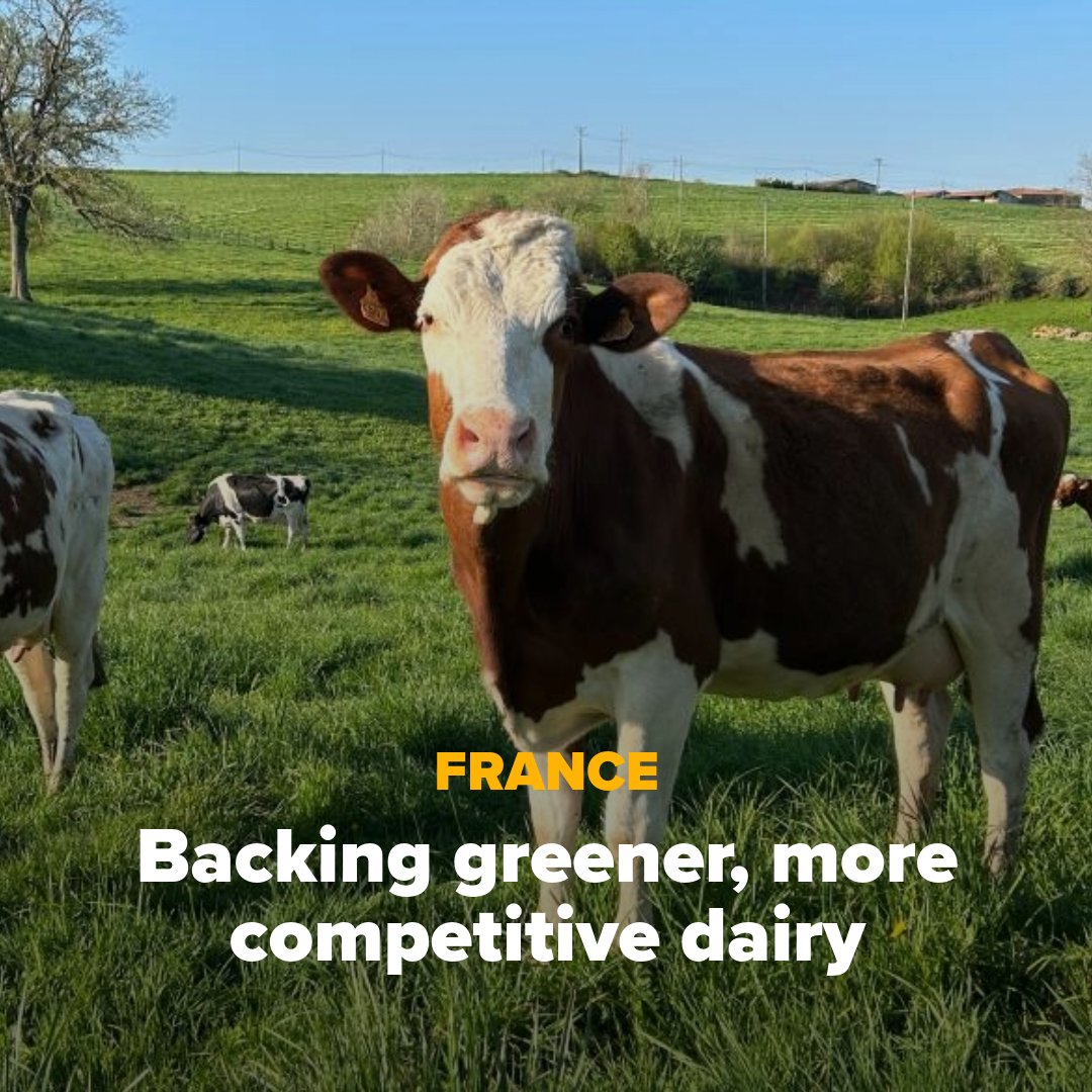 EIB's tweet photo. 🇫🇷🇪🇺 We’re lending €70m to @SodiaalCoop, France's largest dairy cooperative, to boost research &amp; development of new agricultural practices.

Backed by #InvestEU, this financing will help 14,500 member farmers produce more sustainably &amp; competitively ⤵️

https://t.co/fK14lC0gpR https://t.co/YIUZyHAhah