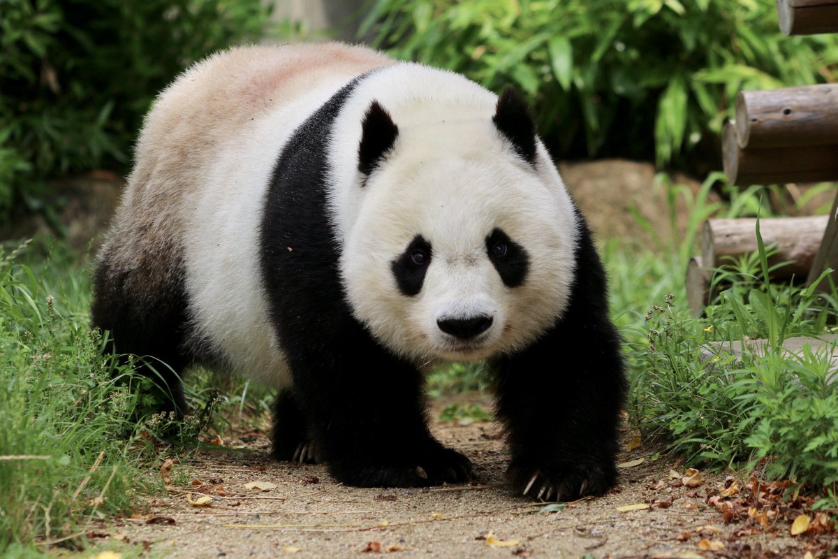 タンタン - Search / X