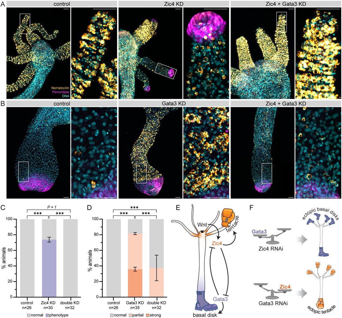 Development tweet media