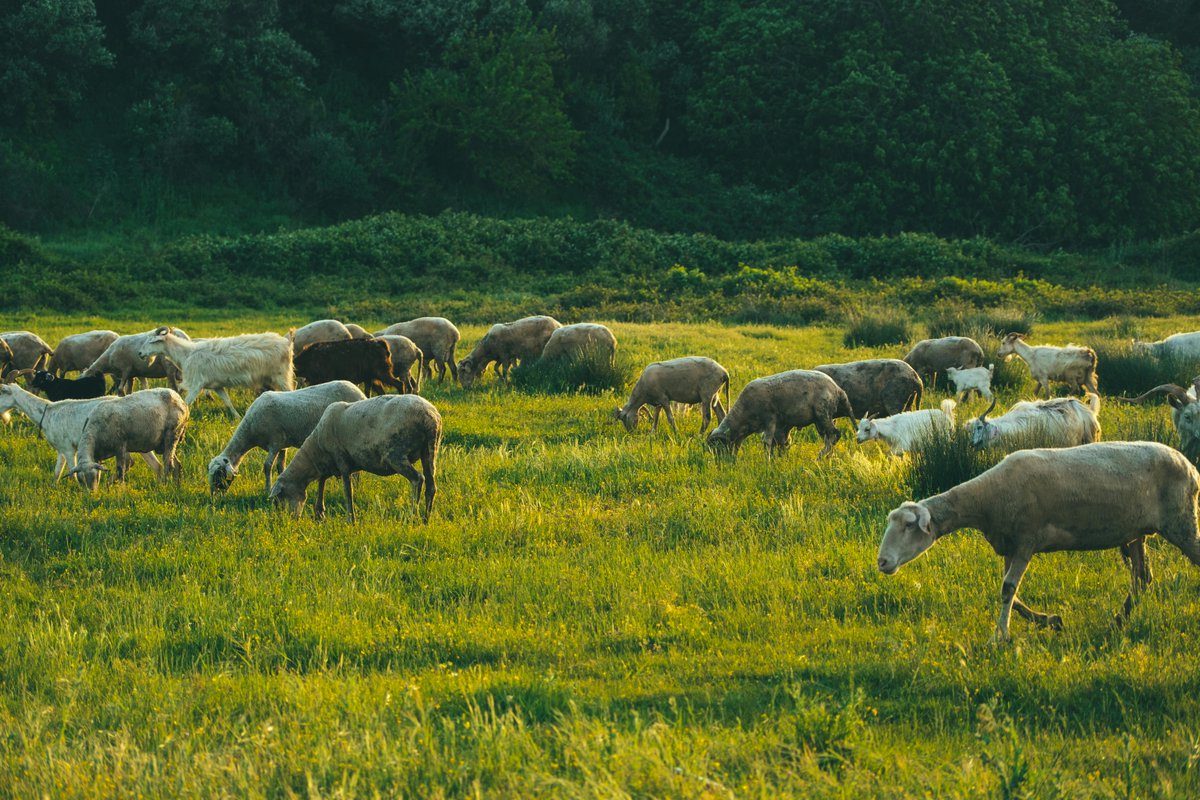 Animals_MDPI's tweet photo. Tenderness Decoded
Transcriptome analysis revealed genes & polymorphisms linked to lamb tenderness β a key driver of consumer acceptance.
π https://t.co/4yIwONVPoQ
#AnimalsDecoded #Transcriptomics #SheepGenetics https://t.co/dU4JuXNkDm