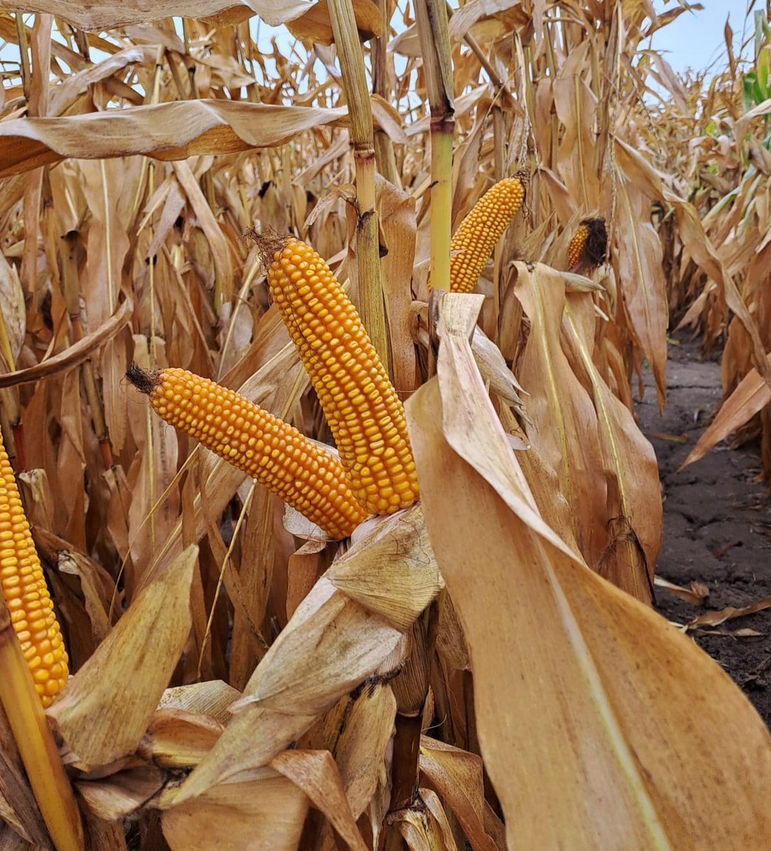 Au coeur d'ADVANTA® tweet media