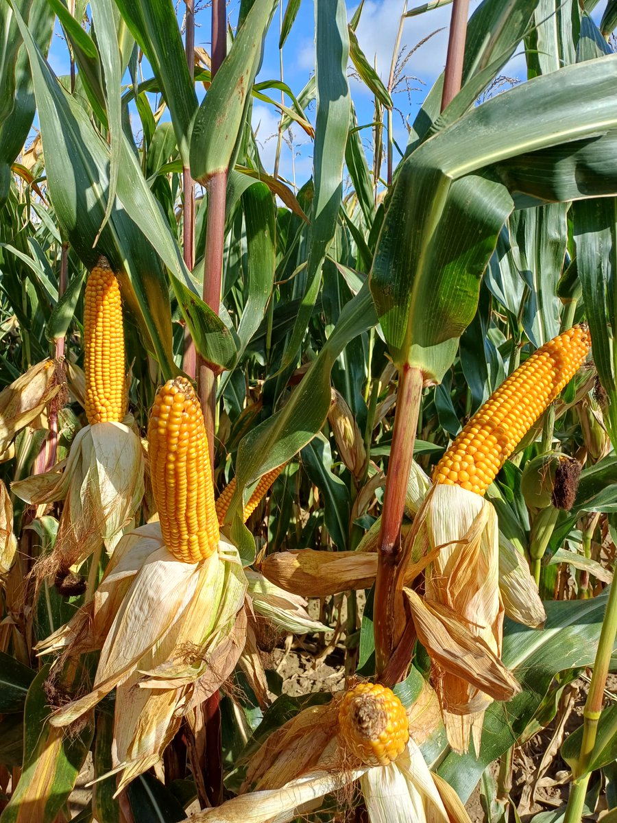 Au coeur d'ADVANTA® tweet media