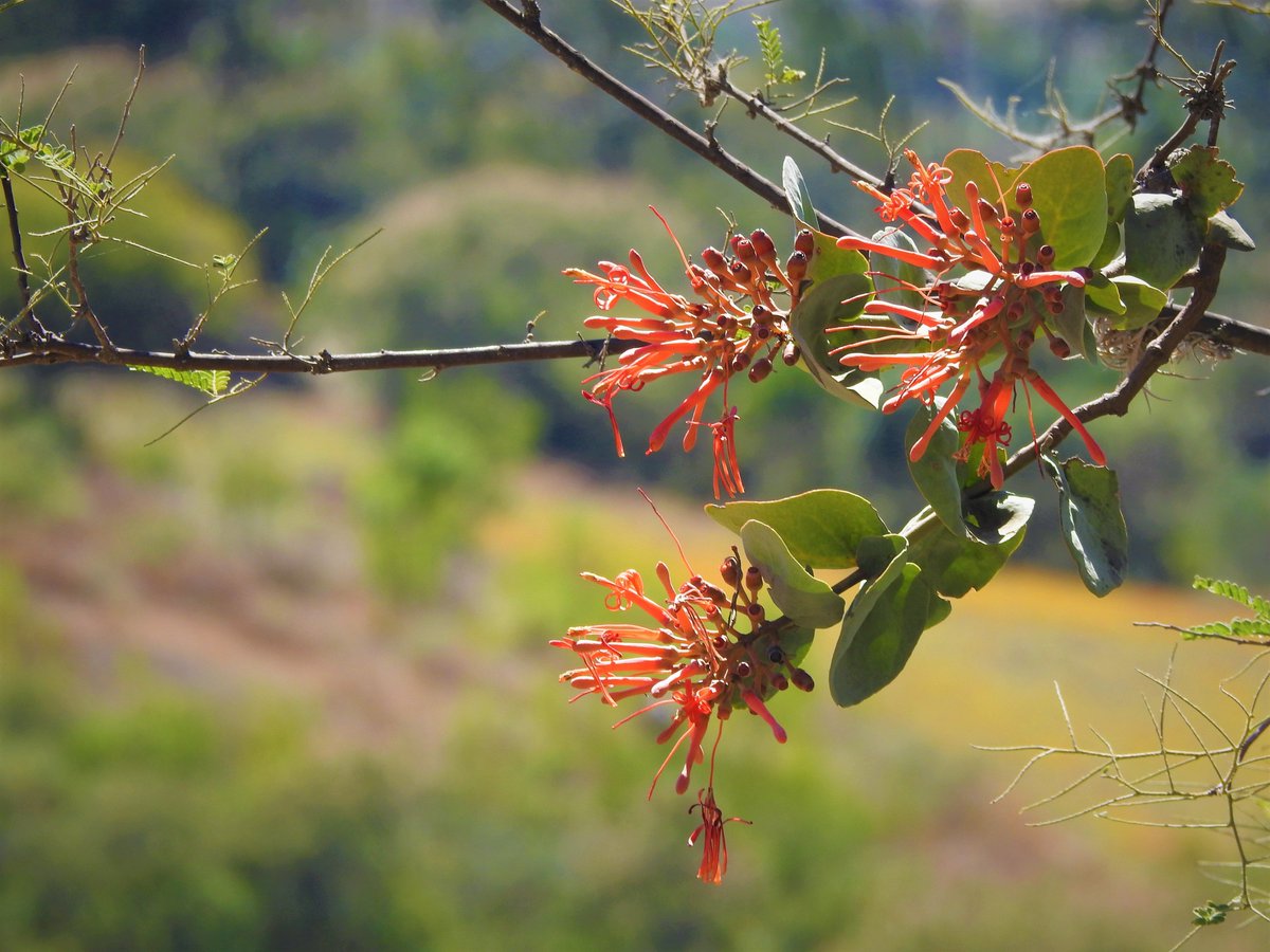 AoBP (@aob_plants) on Twitter photo 🧬 New article in <a href="/AoB_PLANTS/">AoBP</a> analysing patterns of plastome degradation and structural variation in hemiparasitic Psittacanthus species
Full #openaccess
👉 doi.org/10.1093/aobpla…
<a href="/PacoOrnelas8/">Paco Ornelas</a>
<a href="/saddan_ms/">saddan morales</a>
#PlantScience 🧬 New article in <a href="/AoB_PLANTS/">AoBP</a> analysing patterns of plastome degradation and structural variation in hemiparasitic Psittacanthus species
Full #openaccess
👉 doi.org/10.1093/aobpla…
<a href="/PacoOrnelas8/">Paco Ornelas</a>
<a href="/saddan_ms/">saddan morales</a>
#PlantScience