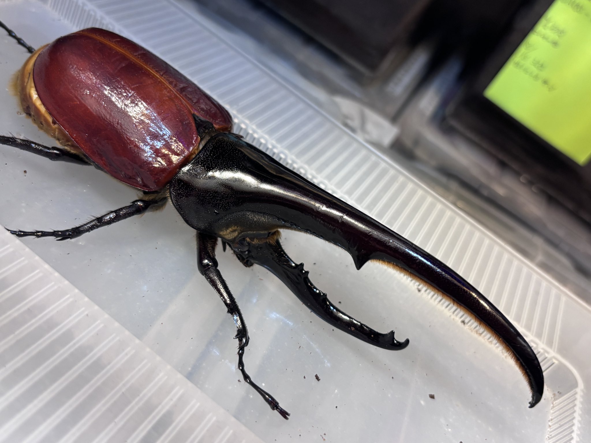 ⑦ヘラクレスオオカブト