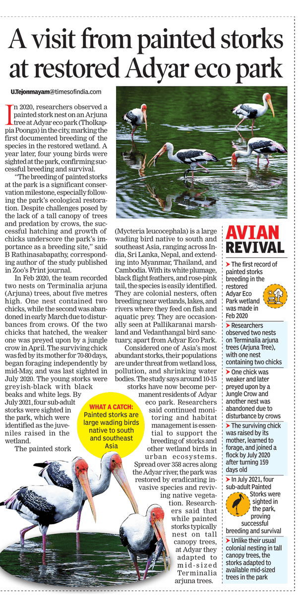 Painted storks have started breeding in the restored Adyar Eco Park; a nest with two chicks observed in 2020 became the first documented breeding of the species in the wetland. 
<a href="/PMOIndia/">PMO India</a> <a href="/CMOTamilnadu/">CMOTamilNadu</a> <a href="/moefcc/">MoEF&CC</a> <a href="/chennaicorp/">Greater Chennai Corporation</a>  <a href="/RamsarConv/">Convention on Wetlands</a> <a href="/UpdatesChennai/">Chennai Updates</a> <a href="/ChennaiRains/">Chennai Rains (COMK)</a> <a href="/praddy06/">Tamil Nadu Weatherman</a>