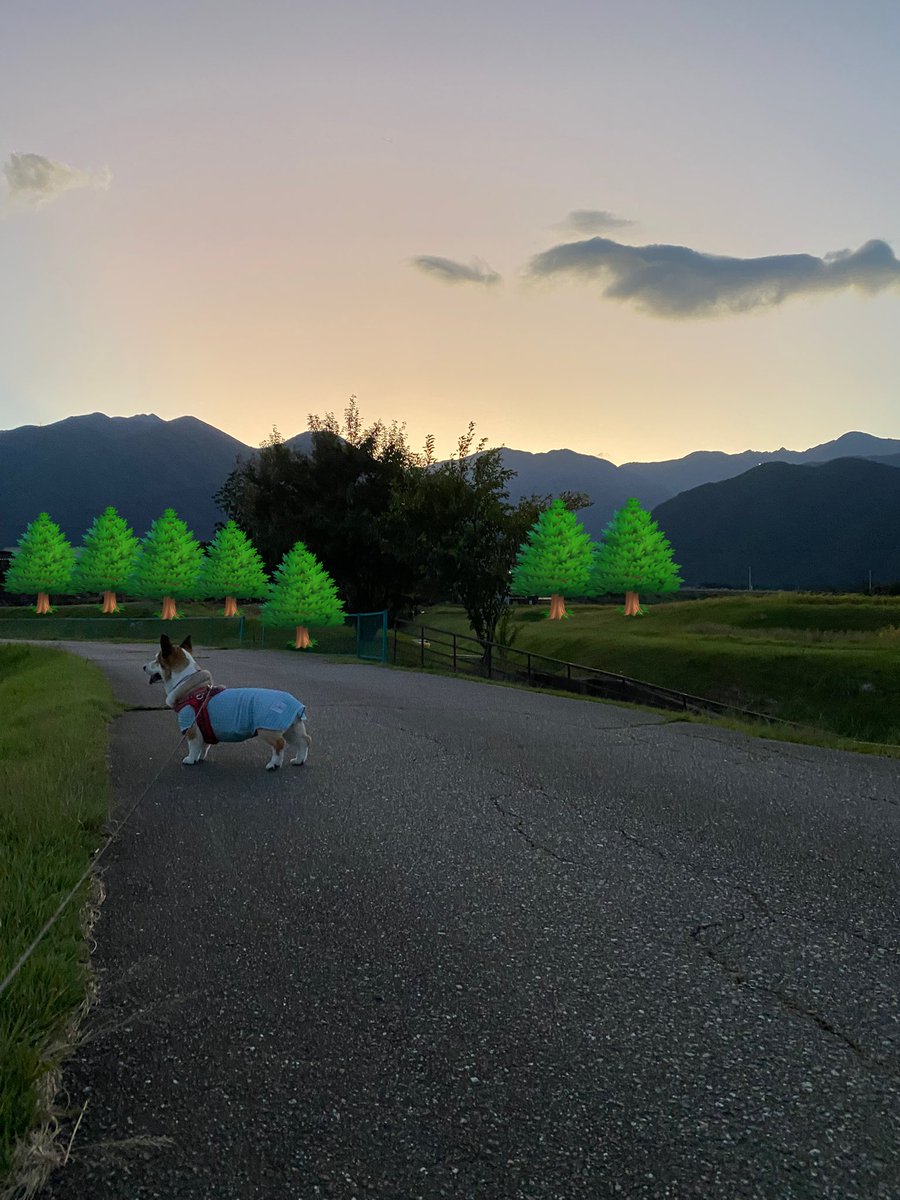 こんばんは🌆
あずちゃんです🐶💦

夕散歩、
なんだこれは⁉︎な雲☁️
ナウシカの飛ぶやつみたい✈️

最近、日が暮れてから一気に暗くなるよ〜🔅🌃
空は澄んで涼しくなってるけど、アスファルトは、まだちょっと熱かったよ💧

💩🆗でテチテチ帰ってきましたよっ🐶💦