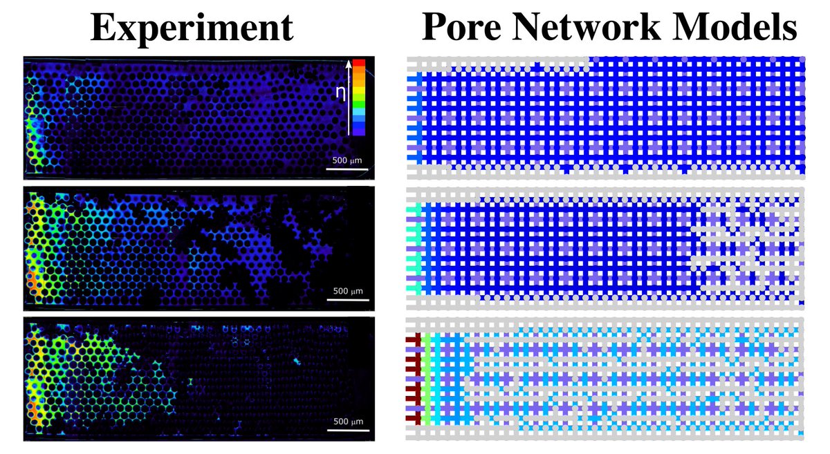 📢 PRFluids Editors' suggestion: Gel-like skins that form on drying porous materials delay evaporation. By accounting for pore size gradients and viscosity-dependent vapor pressure, a new model predicts the evaporation slowdown observed in experiments.

go.aps.org/4n7U9qR