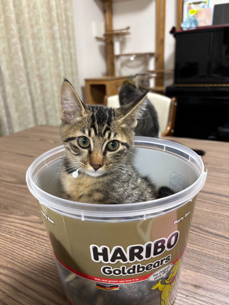 nyains_seto's tweet photo. 9月20日（土）～岡崎会場「リビングスタイルハウズ」さんにて、【保護猫の譲渡会】を開催いたします！　
皆様のご来場、お待ちしておりますので、よろしくお願いいたします！
＃リビングスタイルハウズ
#譲渡会
#保護猫 
#ちーむにゃいんず https://t.co/XsTIFq9QeF