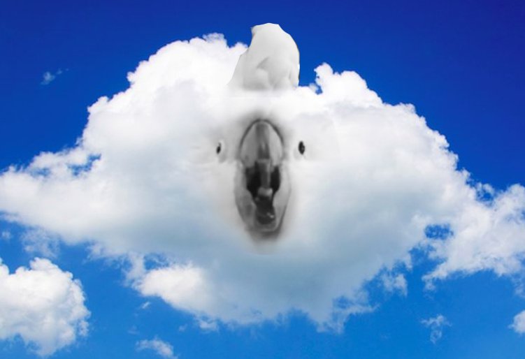 제가진짜정말좋아하는짤이에요...
구름 코카투