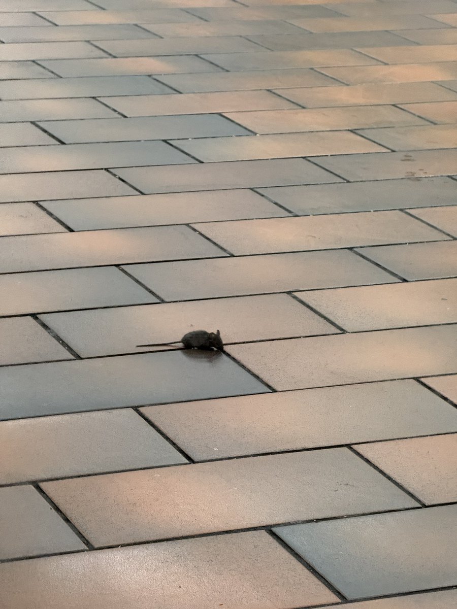 there are lil guys everywhere for those with the eyes to see