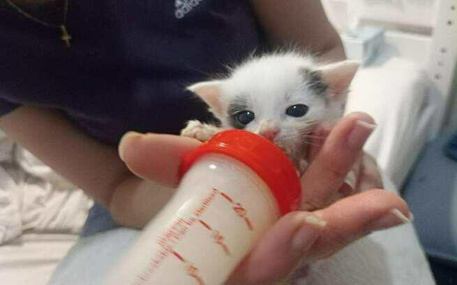 Koksik walczy o życie!

Proszę pomóżcie 🙏 

ratujemyzwierzaki.pl/koksik-felineus