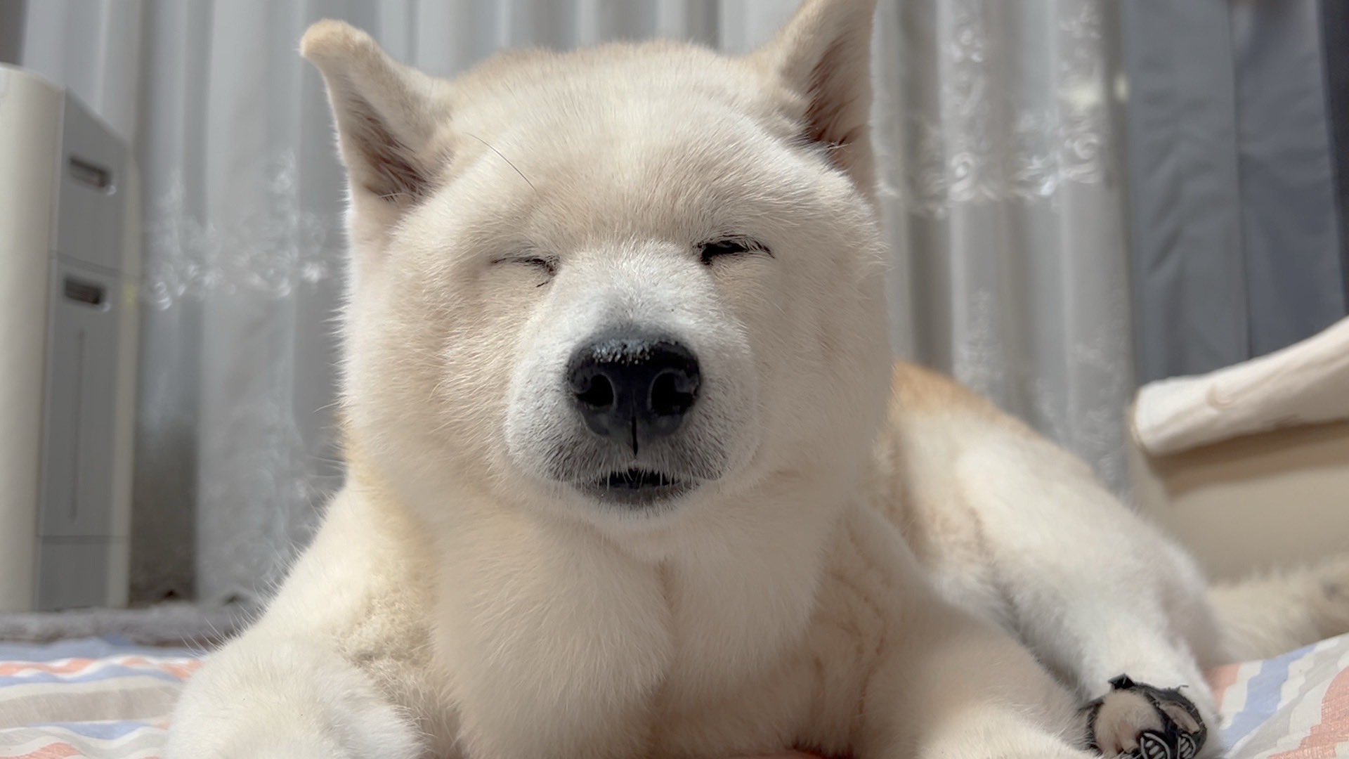 犬ちゃん 朝からニコニコミィちゃん。 こうやってキッチンでバタバタし