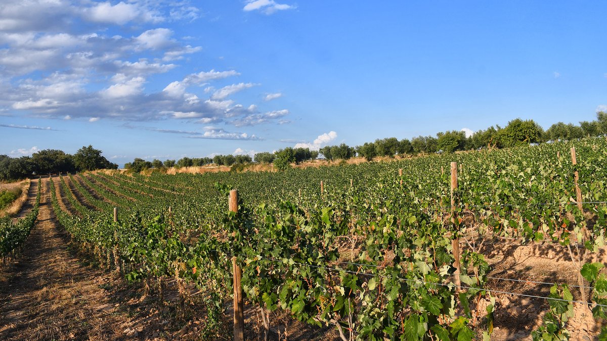 Temps de verema als #comalats #bondia