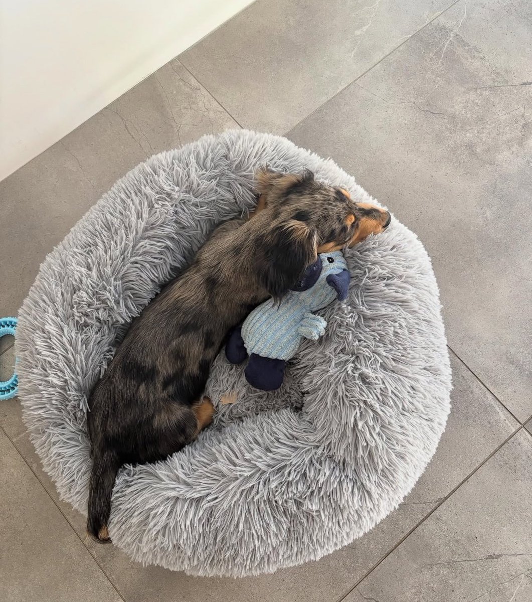 daytrader177's tweet image. Good morning 🌞 from baby blue 🤣