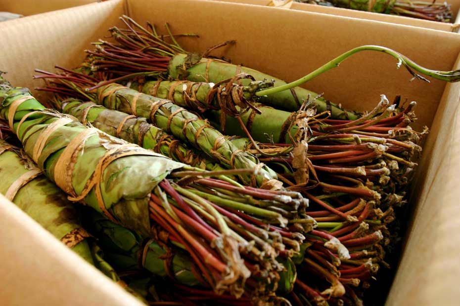 DAMPNGR's tweet photo. its use is a silent but serious concern we need to address. #Khat
#Miraa #DrugAbuseNG #YouthWellness
2/4:
Khat is a slender evergreen shrub with distinctive reddish-brown new leaves. The fresh
leaves and shoots are typically chewed, much like tobacco. https://t.co/qIFlbCriRA