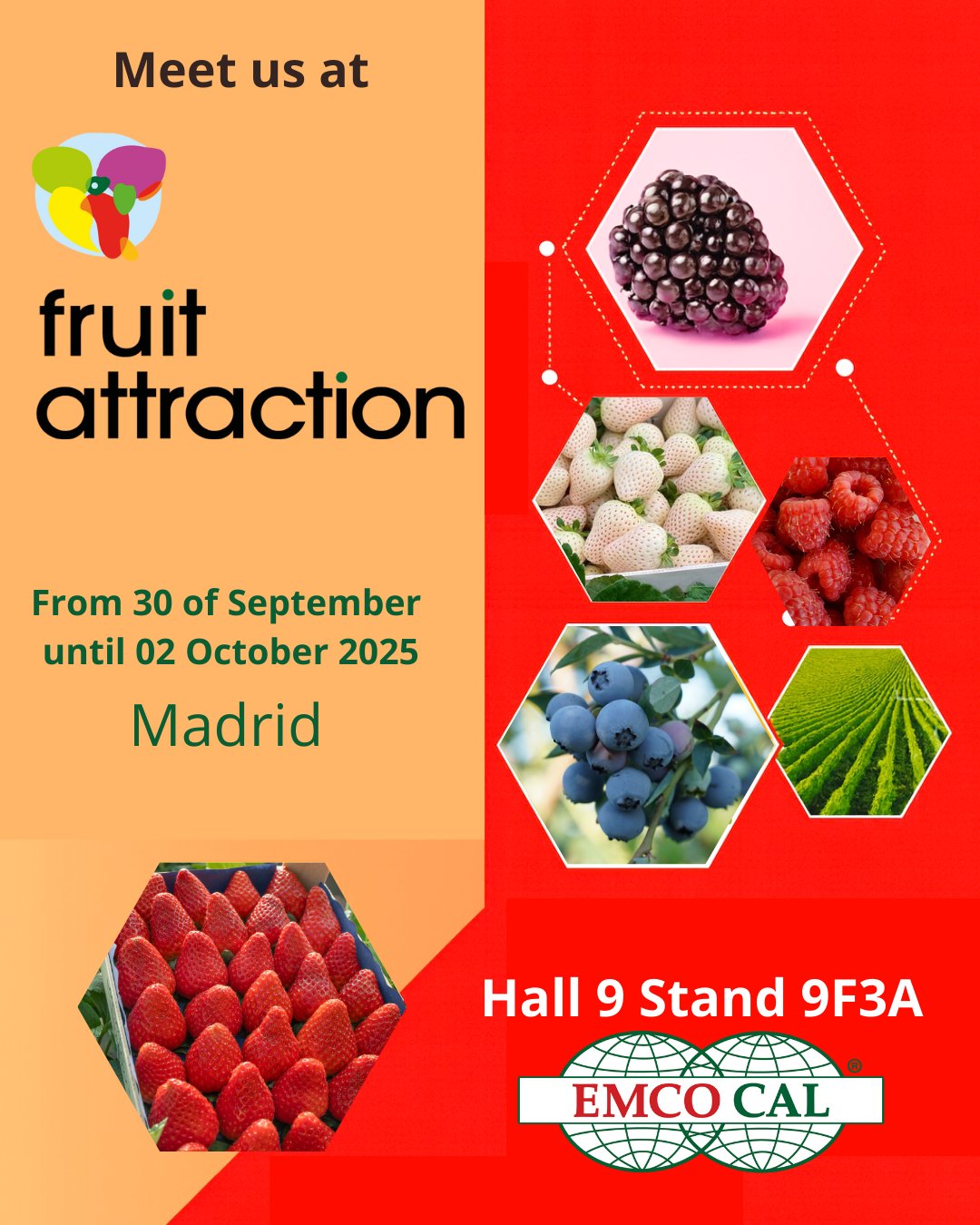 strawberryページ Amazon.com : New 200 Pcs Strawberry Fruit Seeds Multi-Colour