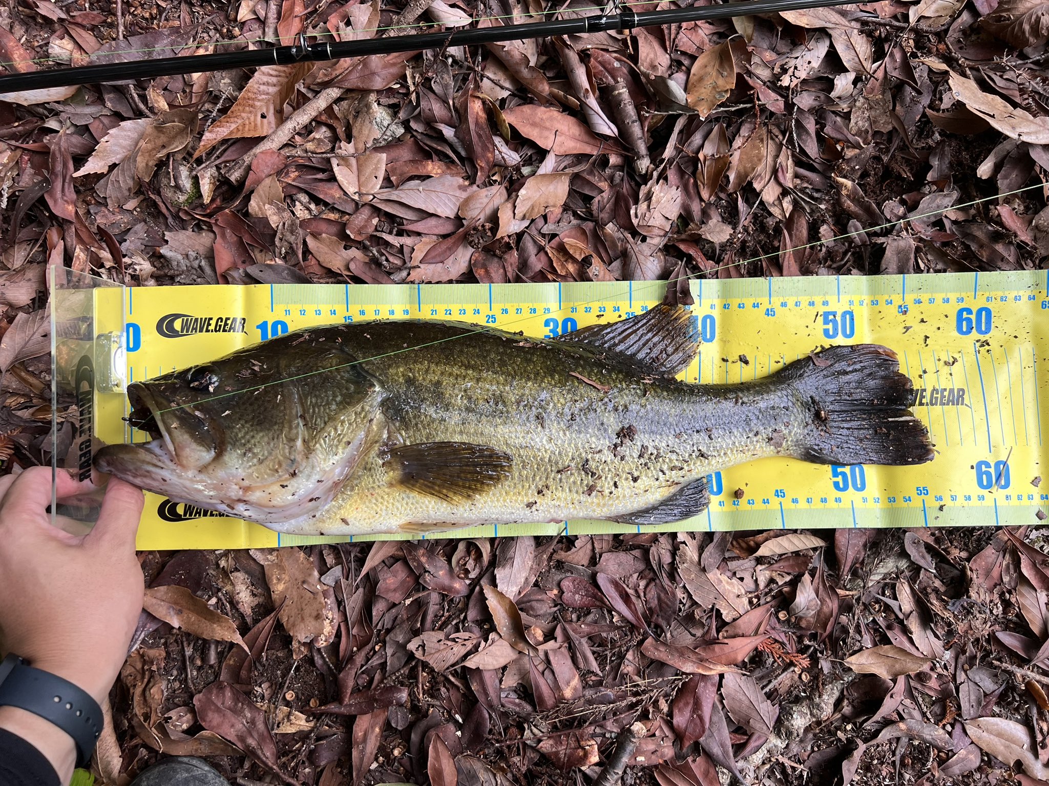 ゼオン (@ZIONfishing) / X