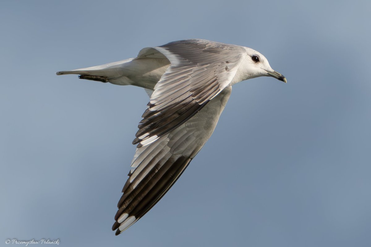 Dzień dobry 😊
Mewa srebrzysta (Larus argentatus)
#BirdsOfX
